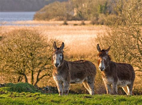  「Round Ireland with a Donkey」: アイルランドの雄大な風景と、ユーモアあふれる旅の物語！